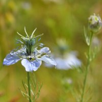 Нигелла дамасская голубая :: Надежда Куркина 