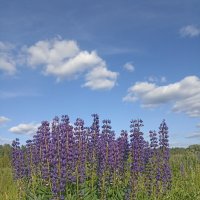 Люпины :: Pippa 