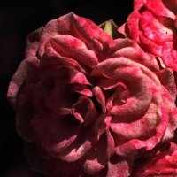 Роза :: Юрий Гайворонскiий Роза :: Юрий Гайворонскiий