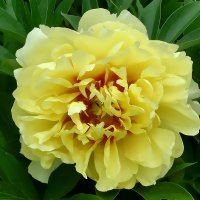 Пион жёлтый Бартзелла. :: Ольга Довженко