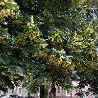 *** :: Валентина Береснева *** :: Валентина Береснева