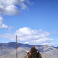 Алтай. верблюд с шевелюрой :: Александр Чибисов