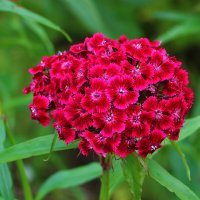 Гвоздика турецкая :: Светлана 