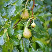 Груши под  дождем :: Татьяна Тюменка