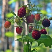 Дары леса :: Зоя Мишина Дары леса :: Зоя Мишина