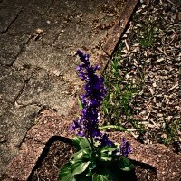 Летние этюды 44 :: Алексей Кузнецов