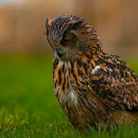 Филин :: Aleksey Afonin