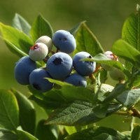 Спеет голубика :: Юрий. Шмаков