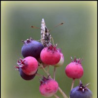 ...мое... :: Aleksandr Gal