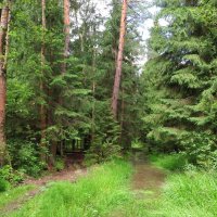 Дорога в лесу :: Андрей Снегерёв Дорога в лесу :: Андрей Снегерёв