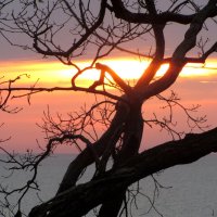 Старое дерево :: Валерий 