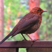 Самка чёрного дрозда :: Андрей Снегерёв Самка чёрного дрозда :: Андрей Снегерёв