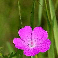 Циточик аленький :: Александр Кондаков