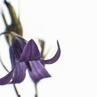 Травы Владимирской области Колокольчик :: Николай Чичерин