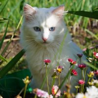 Котик :: Сергей Ц