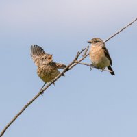 МАМА, Я НЕ НАЕЛСЯ! :: Володька Завитушкин