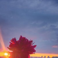 Луч солнца золотого тьмы скрыла пелена... :: Леонид Абросимов