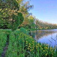 Вдоль всего берега заросли ирисов! :: Лия ☼ Вдоль всего берега заросли ирисов! :: Лия ☼