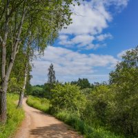 Тропинками лета... :: Владимир Жданов