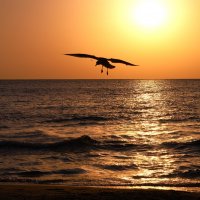 чайка :: Viktorija Minajeva