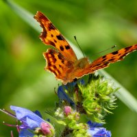 и снова бабочки 10 :: Александр Прокудин