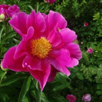 Яркий пион :: Лидия Бусурина