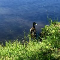 Озерный житель… :: Любовь 