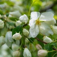 *** :: Виктор Иванович Чернюк *** :: Виктор Иванович Чернюк