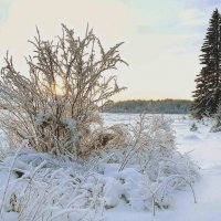 Зимняя картинка :: Михаил Белоусов