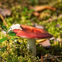 Сыроежка :: Игорь Сикорский