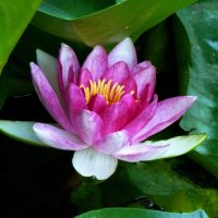 Розовая лилия :: Валентин Семчишин Розовая лилия :: Валентин Семчишин