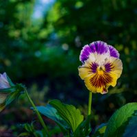 Анютины глазки :: Петр 