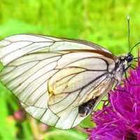 Боярышница на цветке :: Андрей Снегерёв
