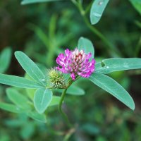 Клевер луговой :: Татьяна Тюменка