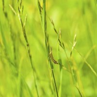 В траве сидел кузнечик :: Валерий Иванович