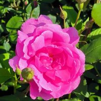 Во всей красе! :: Ольга 