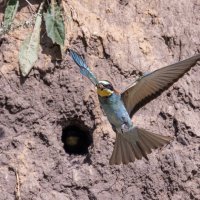 щурки :: юрий макаров