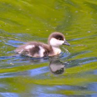 Утёнок огаря :: Константин Анисимов