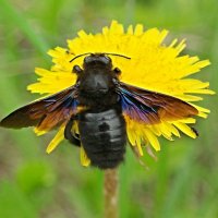 Пчёл-плотник на работе :: Андрей Заломленков Пчёл-плотник на работе :: Андрей Заломленков