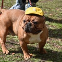 Москва. Парад французских бульдогов в усадьбе «Воронцово». :: Наташа ***** Москва. Парад французских бульдогов в усадьбе «Воронцово». :: Наташа *****