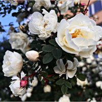 Картинка лета. :: Валерия Комова