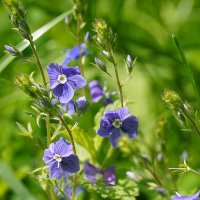 Июньские синеглазки :: Галина Кан