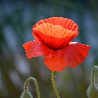 Маки как костёр в саду ) :: Татьяна Лютаева