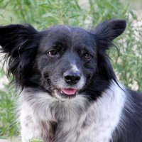 Жулька :: Олегъ Петрович