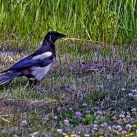Сорока :: Alexandеr P
