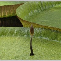 ...я свободен... :: Aleksandr Gal