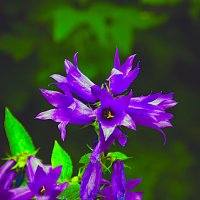 Колокольчики :: Владимир Кроливец Колокольчики :: Владимир Кроливец