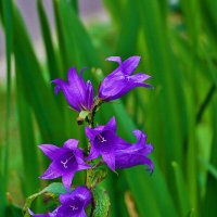 Кампанулка :: Светлана 