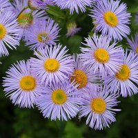 Мелколепестник луговой :: Светлана Мелколепестник луговой :: Светлана