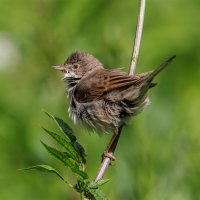 Серая славка :: Sergey38 